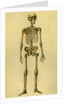 Illustration of Human Skeleton by Anonymous