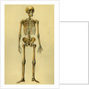Illustration of Human Skeleton by Anonymous