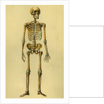 Illustration of Human Skeleton by Anonymous