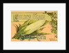 Golden Grain Sugar Corn Product Label by Anonymous
