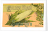 Golden Grain Sugar Corn Product Label by Anonymous
