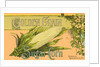 Golden Grain Sugar Corn Product Label by Anonymous