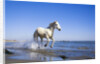 Camargue Horse Running on Beach by Anonymous