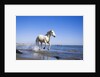 Camargue Horse Running on Beach by Anonymous