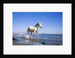 Camargue Horse Running on Beach by Anonymous