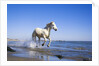 Camargue Horse Running on Beach by Anonymous