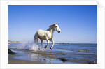 Camargue Horse Running on Beach by Anonymous