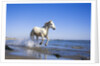 Camargue Horse Running on Beach by Anonymous
