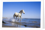 Camargue Horse Running on Beach by Anonymous