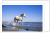 Camargue Horse Running on Beach by Anonymous