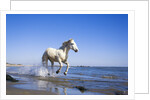 Camargue Horse Running on Beach by Anonymous