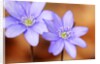 Purple Liverwort Flower by Anonymous