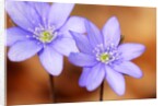 Purple Liverwort Flower by Anonymous