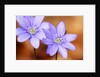 Purple Liverwort Flower by Anonymous