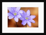 Purple Liverwort Flower by Anonymous