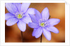 Purple Liverwort Flower by Anonymous