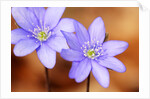 Purple Liverwort Flower by Anonymous