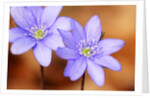 Purple Liverwort Flower by Anonymous
