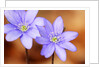 Purple Liverwort Flower by Anonymous