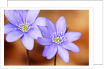 Purple Liverwort Flower by Anonymous
