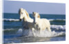 Camargue Horses in Surf by Anonymous