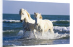 Camargue Horses in Surf by Anonymous