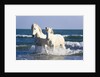 Camargue Horses in Surf by Anonymous