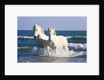 Camargue Horses in Surf by Anonymous
