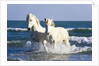 Camargue Horses in Surf by Anonymous