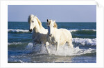 Camargue Horses in Surf by Anonymous