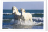 Camargue Horses in Surf by Anonymous