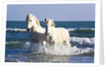 Camargue Horses in Surf by Anonymous