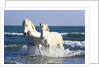 Camargue Horses in Surf by Anonymous