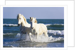 Camargue Horses in Surf by Anonymous