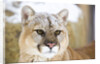 Mountain Lion by Anonymous