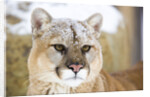 Mountain Lion by Anonymous