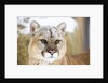 Mountain Lion by Anonymous