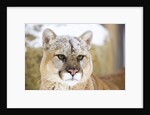 Mountain Lion by Anonymous
