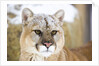 Mountain Lion by Anonymous