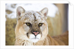 Mountain Lion by Anonymous
