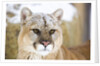 Mountain Lion by Anonymous