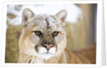 Mountain Lion by Anonymous