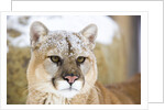 Mountain Lion by Anonymous