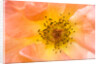 Close-up or Orange Shrub Rose by Anonymous