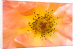 Close-up or Orange Shrub Rose by Anonymous