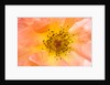 Close-up or Orange Shrub Rose by Anonymous