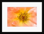 Close-up or Orange Shrub Rose by Anonymous