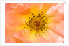 Close-up or Orange Shrub Rose by Anonymous