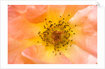 Close-up or Orange Shrub Rose by Anonymous