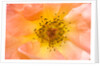 Close-up or Orange Shrub Rose by Anonymous